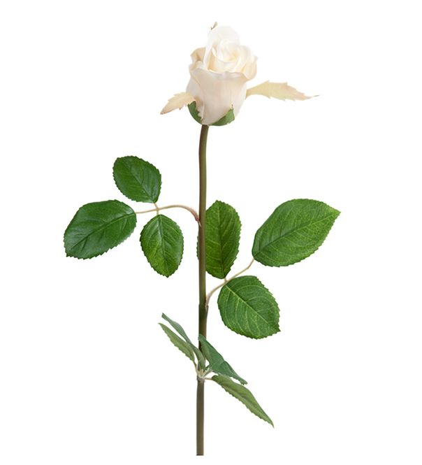 Hovedbilde Rose hvit