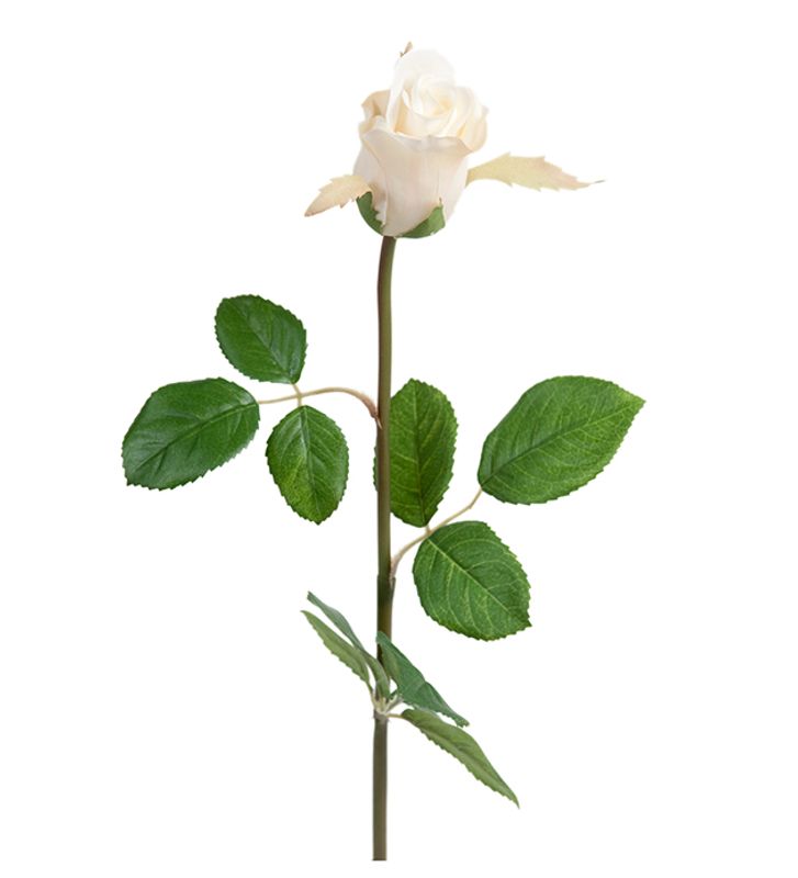 Rose hvit