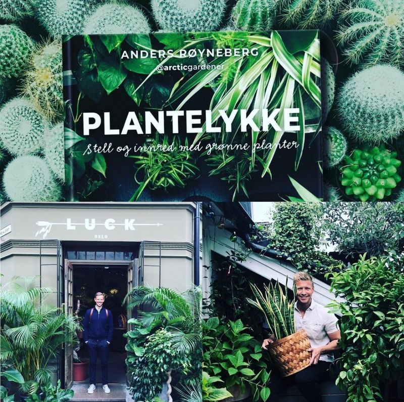 Plantelykke, stell og innred med grønne planter