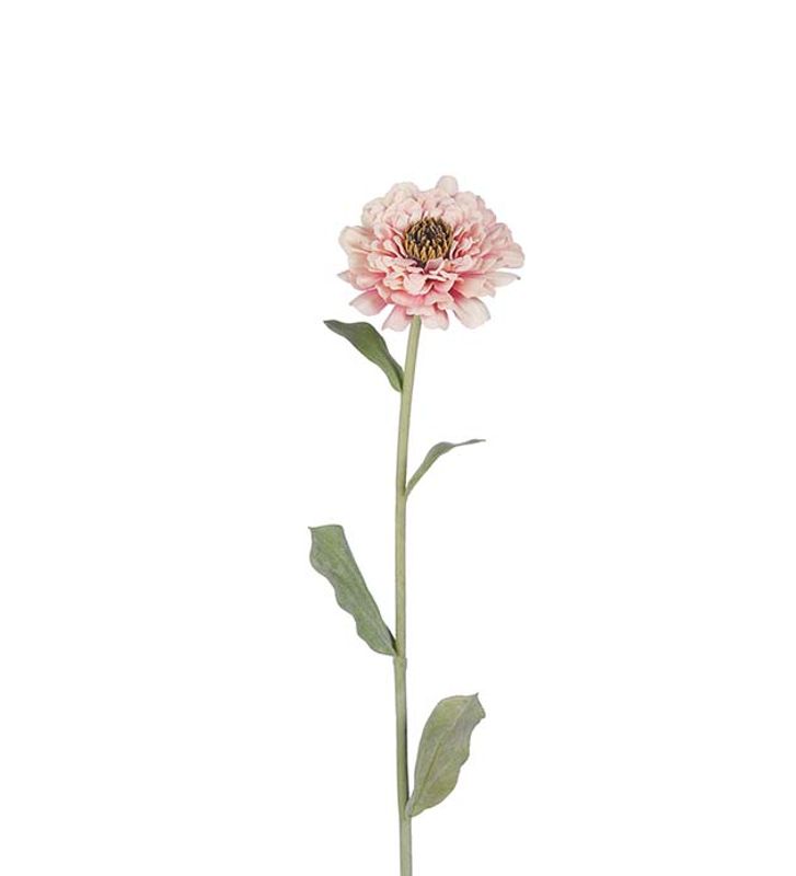 Zinnia, lys rosa