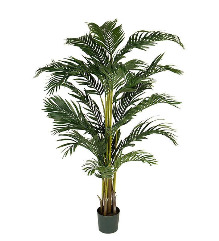 Kentia palme 140 cm
