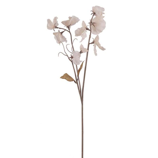 Hovedbilde Erteblomst hvit