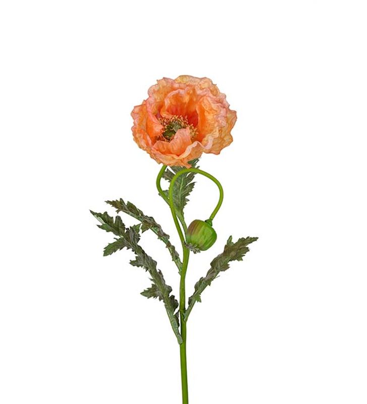 Ferskenfarget valmue 100 cm